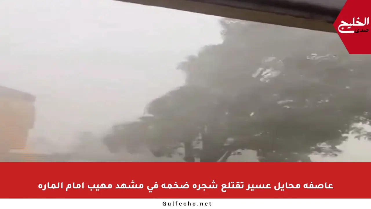 عاصفة محايل عسير تقتلع شجرة ضخمة في مشهد مهيب أمام المارة
